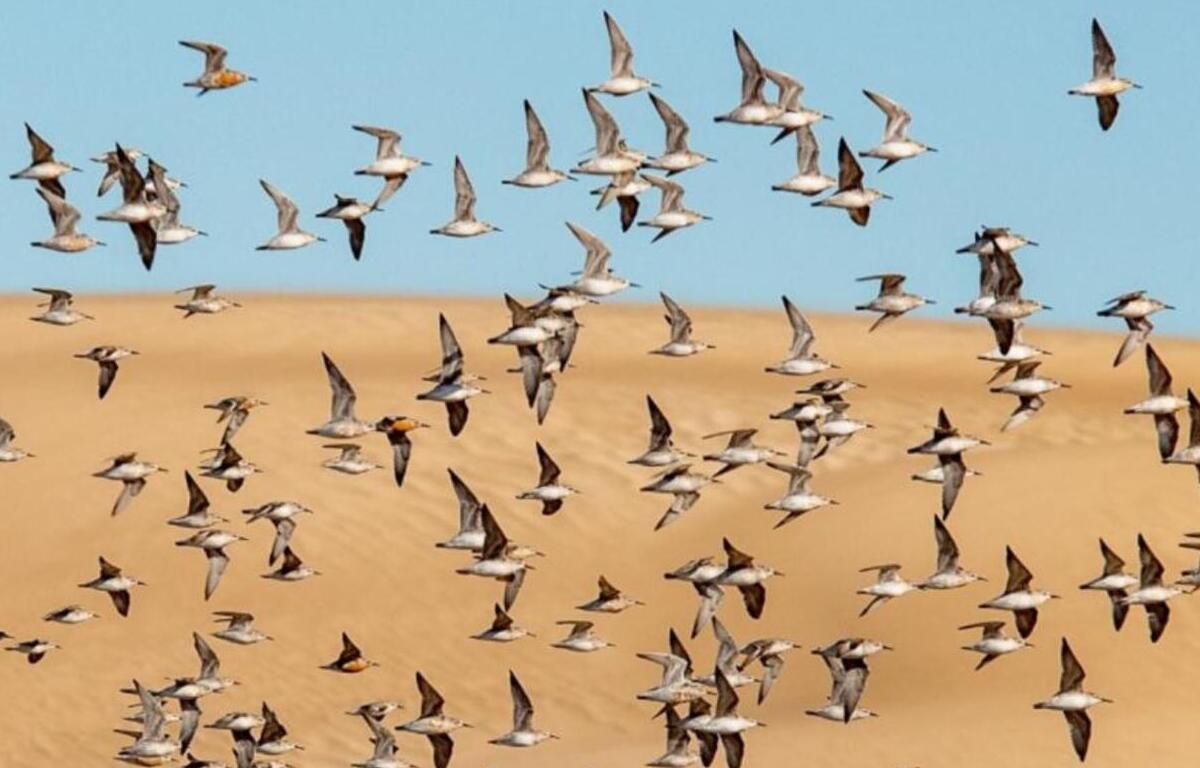 Avistaje de aves en Bahía Samboronbóm