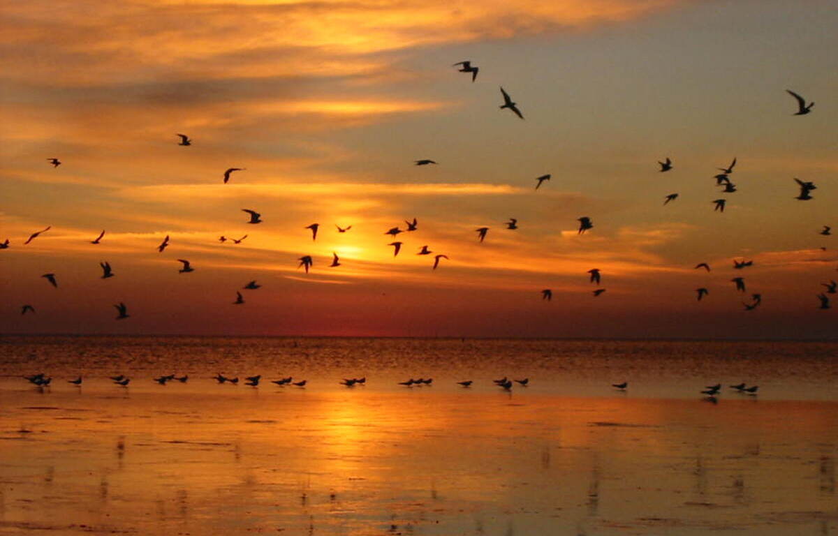 Avistaje de aves en Bahía Samboronbóm