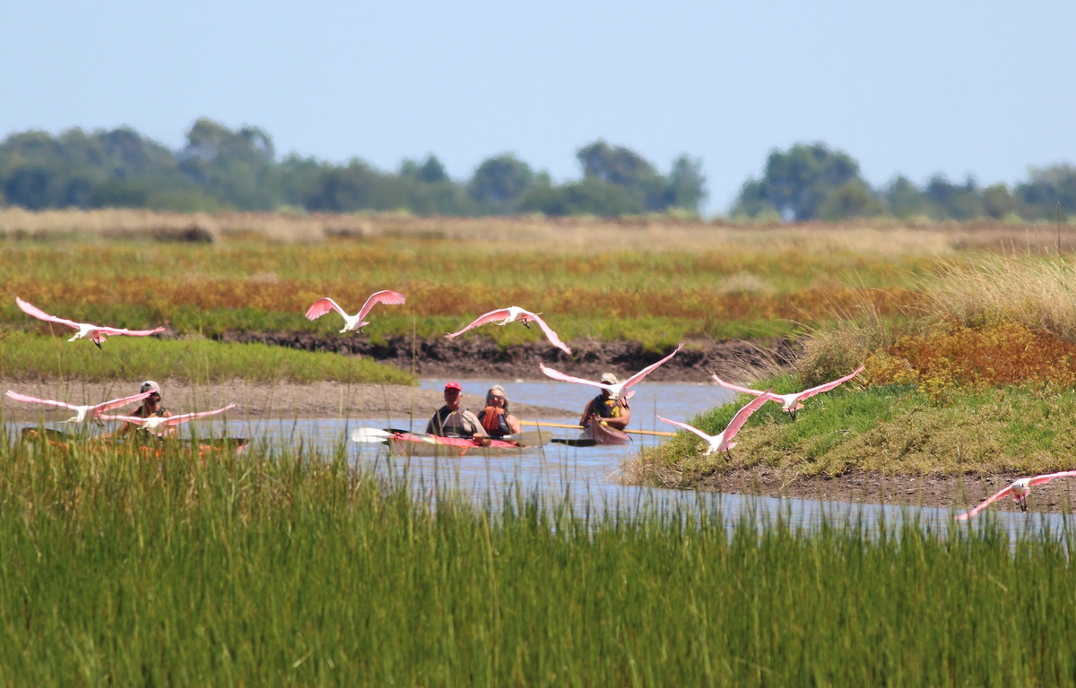 Kayak por la Bahía Samboronbóm